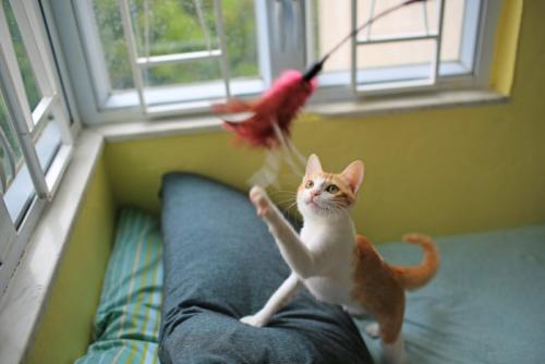 猫じゃらし