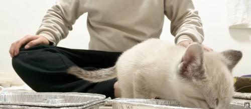 餌の前に立っている子猫