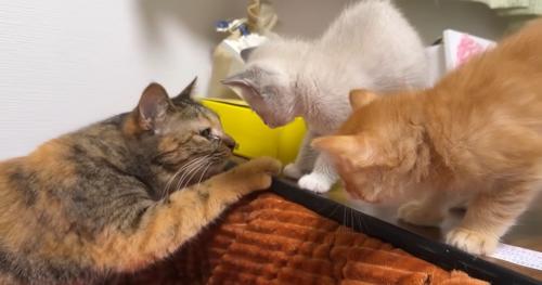 あいさつをしている猫と子猫