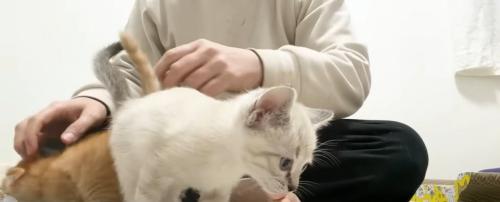餌の前に立っている子猫