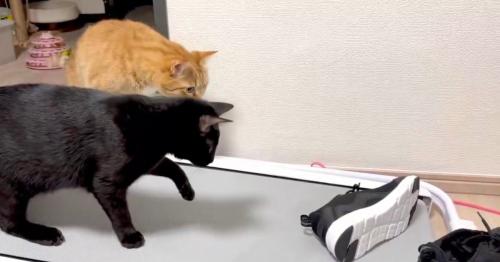 2匹の猫とスニーカー