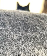 ドーム型ベッドの上から見える猫の耳