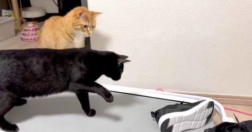 2匹の猫とスニーカー