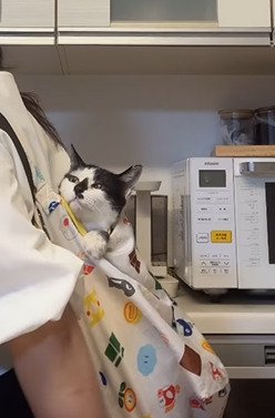 飼い主さんの背中で上を見上げる猫
