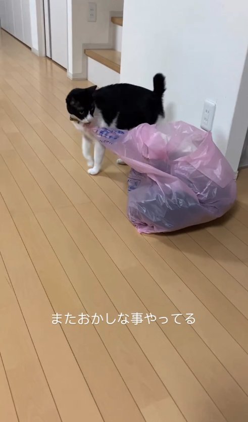 ゴミ袋の端をくわえてゴミ袋を見つめている猫