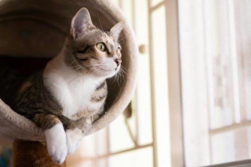 キャットタワーから外を見る猫