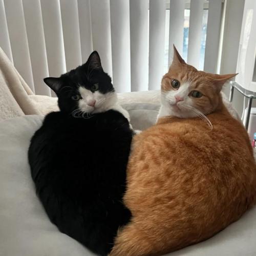 振り向く2匹の猫