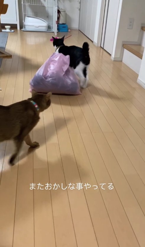 ゴミ袋のそばにいる白黒猫に画面左側から近づく猫（下半身見切れ）