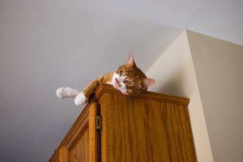 戸棚の上でくつろぐ猫