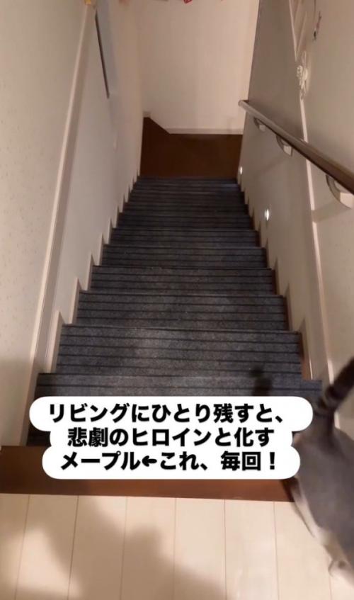 人の横を通り抜ける猫