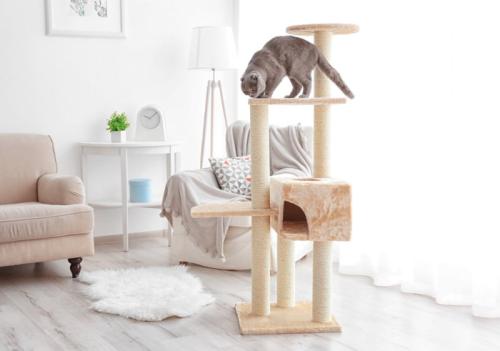 タワーで遊ぶ猫
