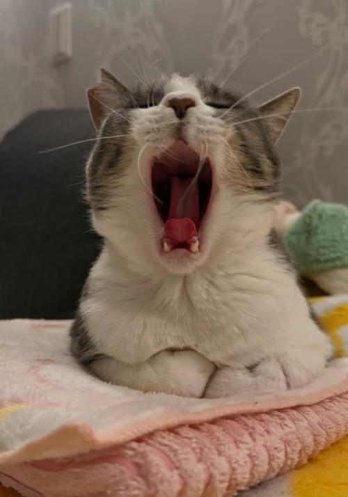 あくびをする猫