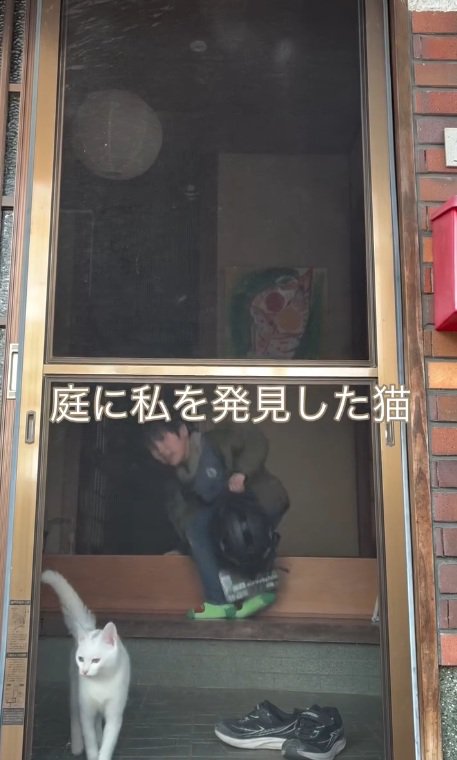 探す猫
