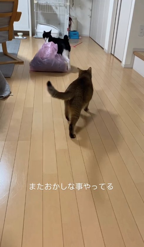 ゴミ袋を引きずる猫の後ろを追いかけている猫の後ろ姿