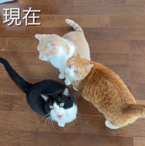 上を向くハチワレ猫