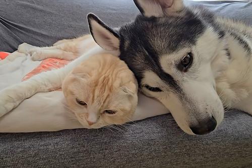 顔を寄せ合う猫と犬