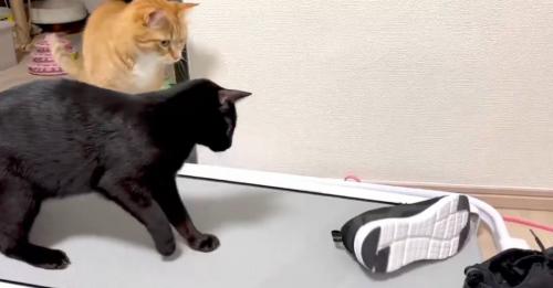 2匹の猫とスニーカー