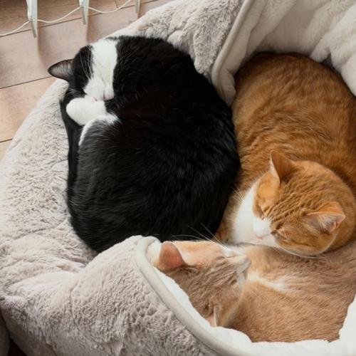 猫ベッドにいる3匹の猫