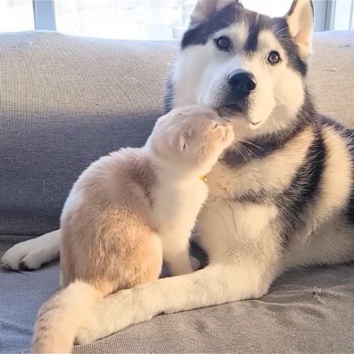 犬の顔の前に座る猫
