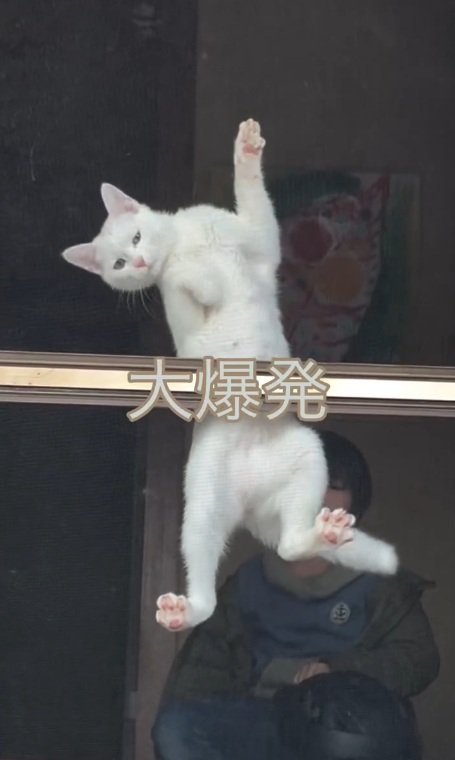 肉球がピンクの猫