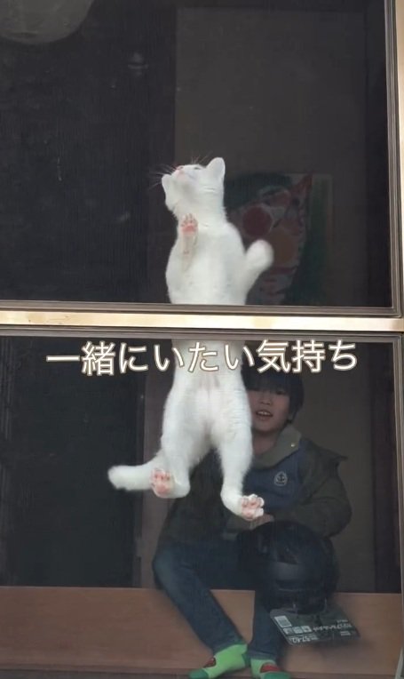 登り続ける猫