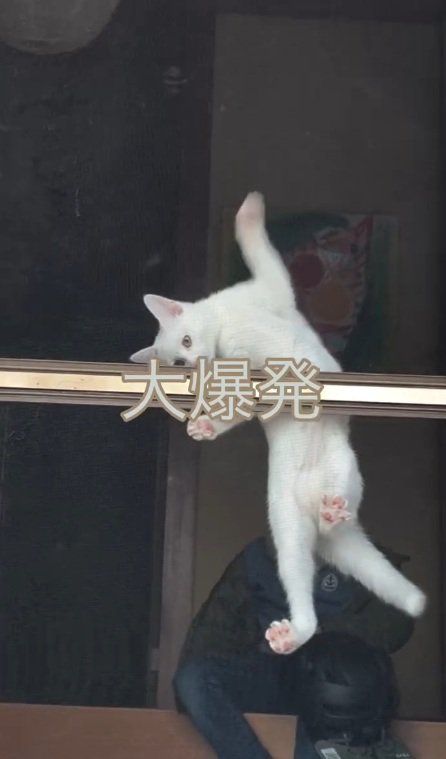どうしても外に出たい猫