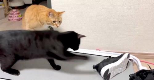 2匹の猫とスニーカー