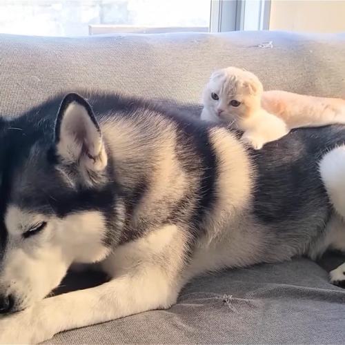 犬の上に乗る猫