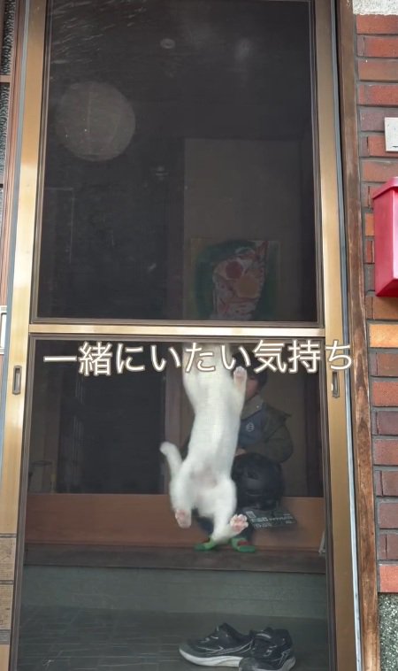 網戸を登る猫