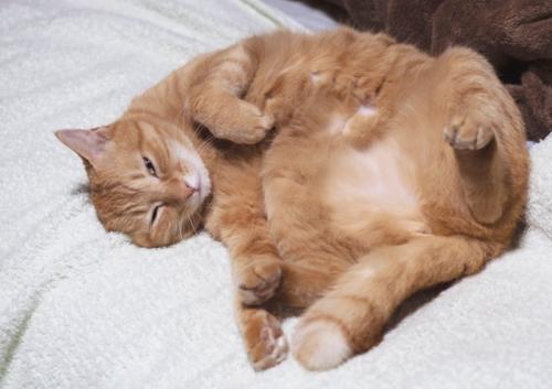 仰向けになっている猫