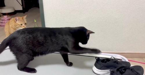 2匹の猫とスニーカー