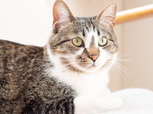 ソファに座った猫