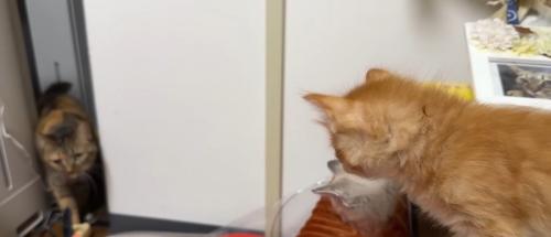 歩いている猫とそれを見ている2匹の子猫