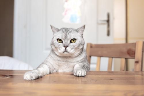テーブルに手を乗せる猫