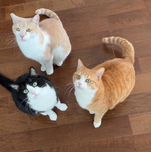 上を向く3匹の猫