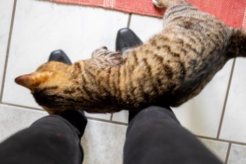 足にスリスリする猫