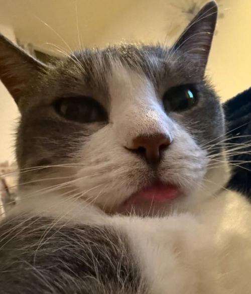 舌を出す猫