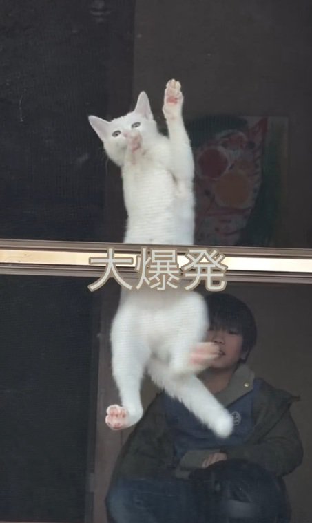 外に出ようとする猫