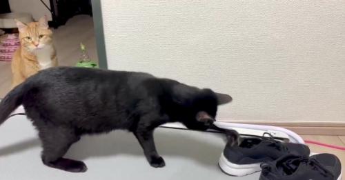 2匹の猫とスニーカー