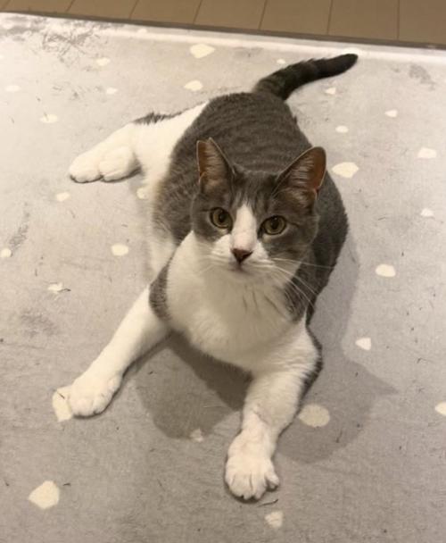 床にはいつくばって見上げる猫