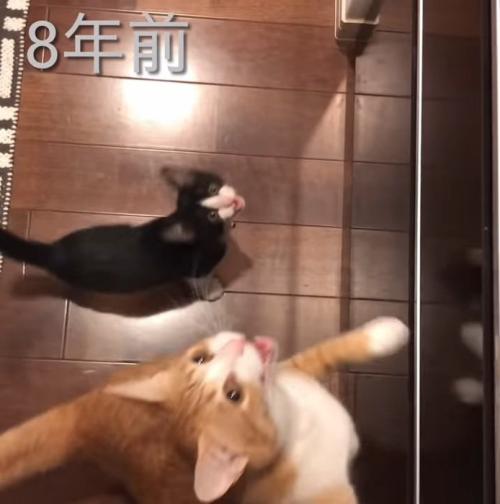 鳴いている子猫