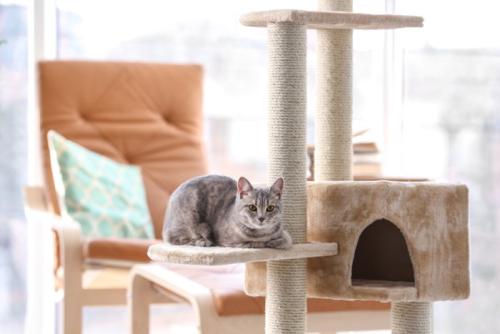 タワーでくつろぐ猫