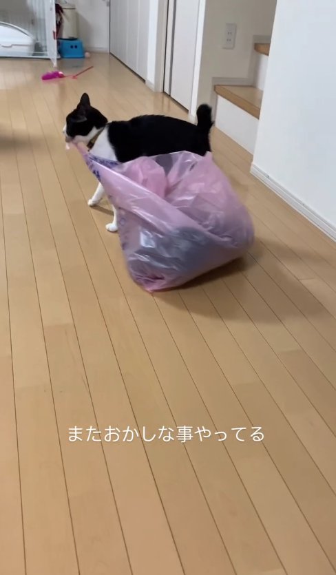 ゴミ袋を引っ張っている猫