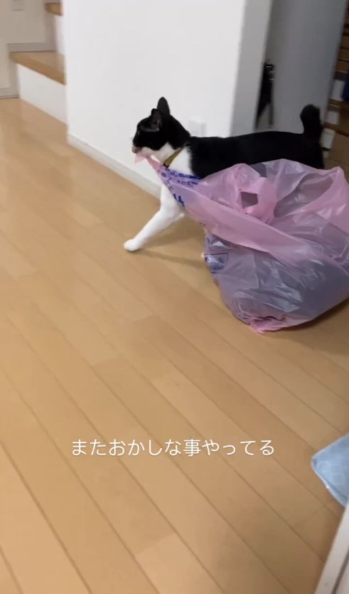 ゴミ袋をくわえて歩いている猫