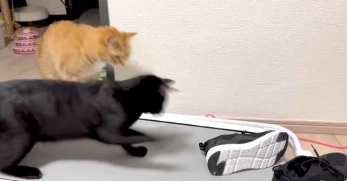 2匹の猫とスニーカー