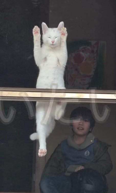 網戸に顔を押し付ける猫