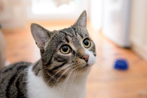 聞いている猫