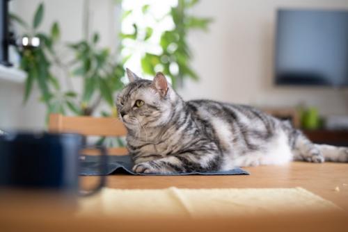 テーブルに乗る猫