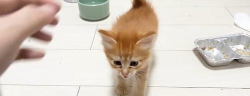 歩いている子猫