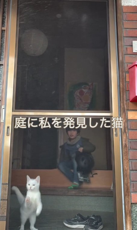 発見する猫